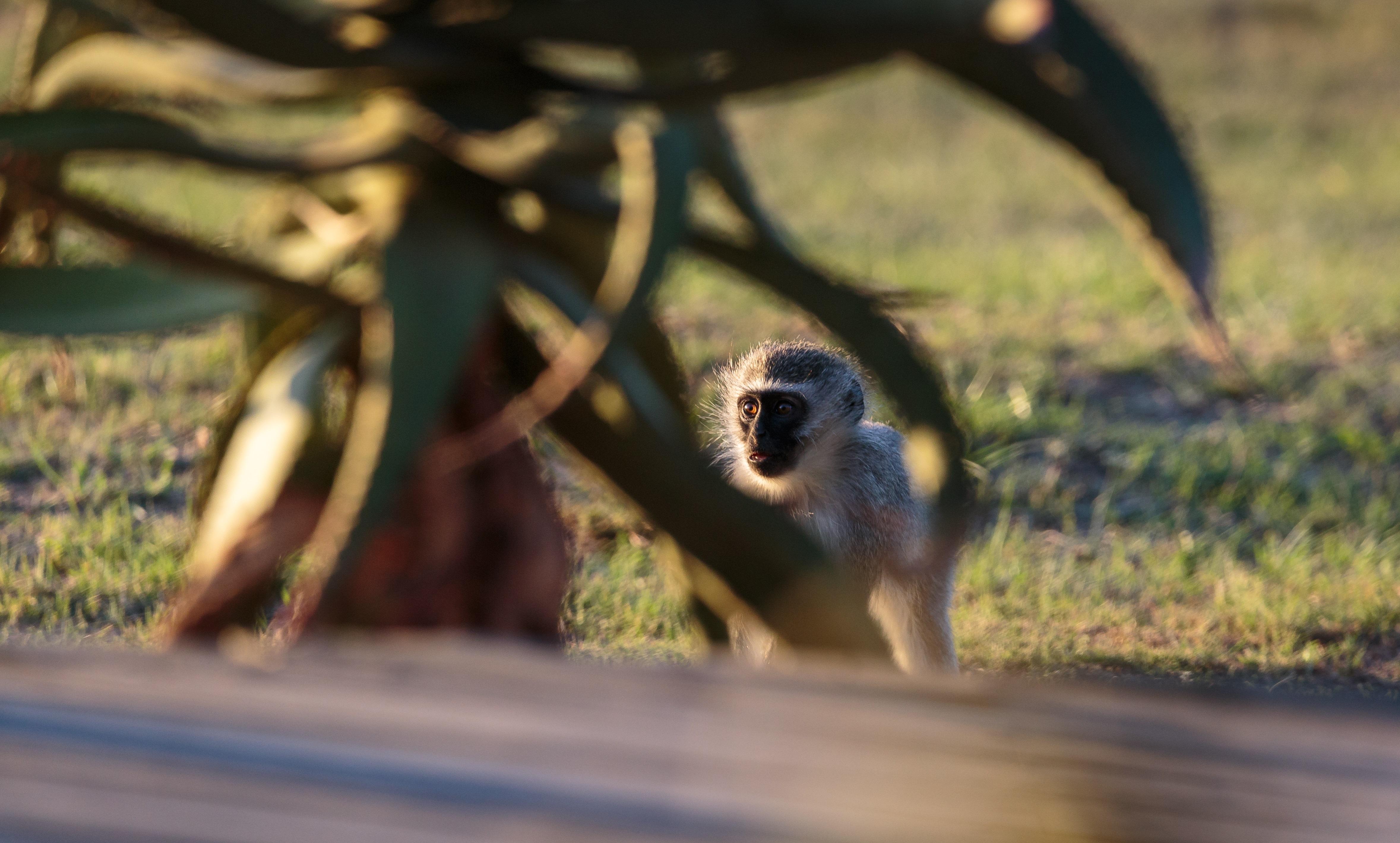 Hlosi Game Lodge - Amakhala Game Reserve Buyskloof Экстерьер фото