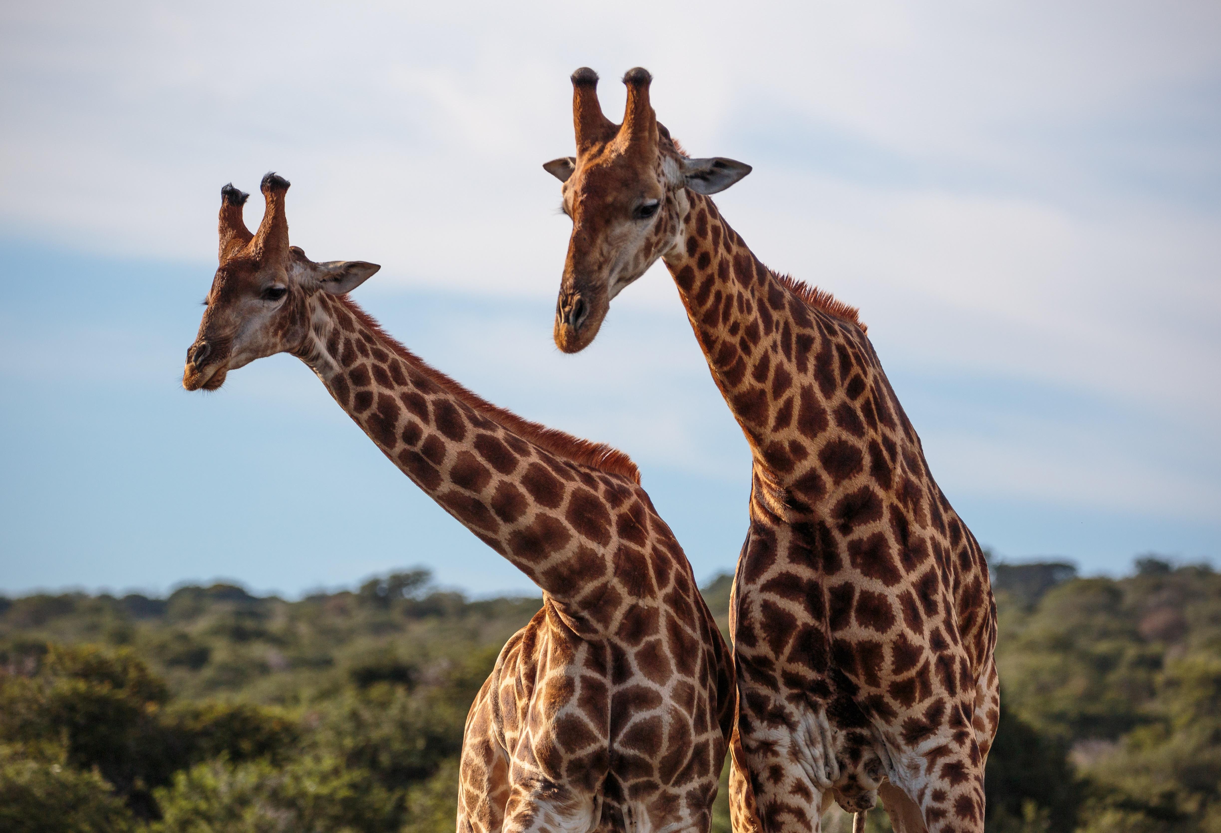 Hlosi Game Lodge - Amakhala Game Reserve Buyskloof Экстерьер фото