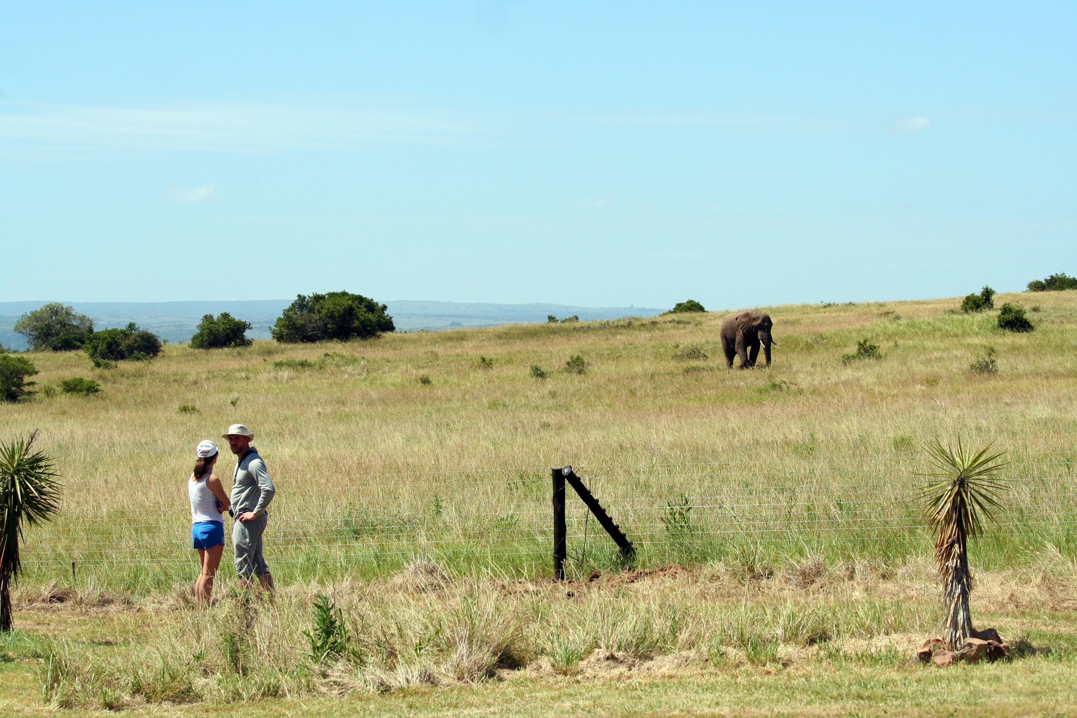 Hlosi Game Lodge - Amakhala Game Reserve Buyskloof Экстерьер фото