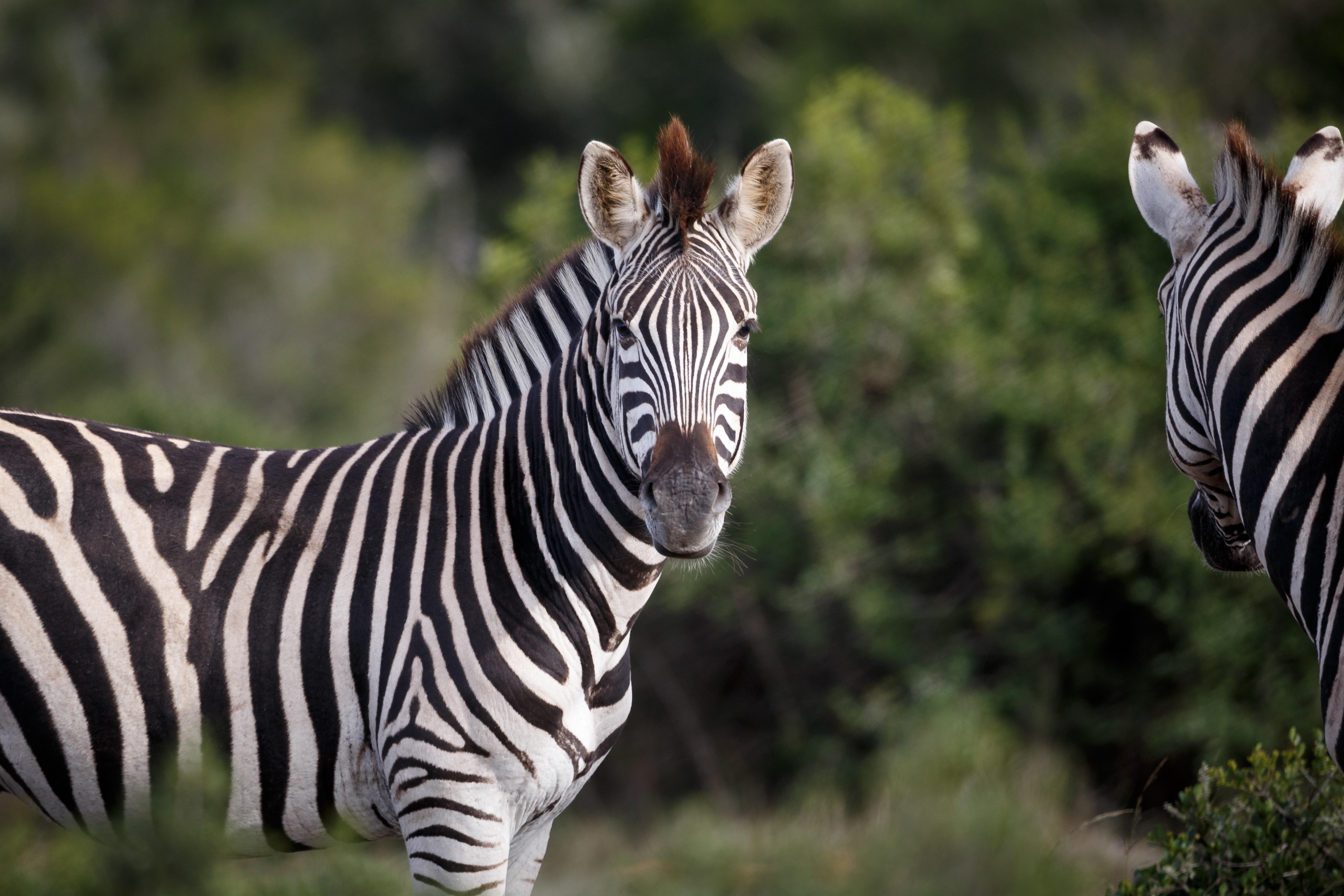 Hlosi Game Lodge - Amakhala Game Reserve Buyskloof Экстерьер фото