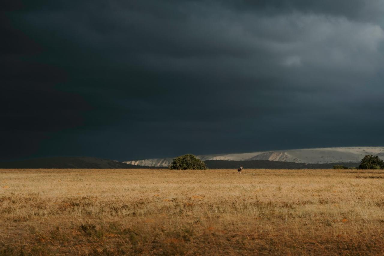 Hlosi Game Lodge - Amakhala Game Reserve Buyskloof Экстерьер фото