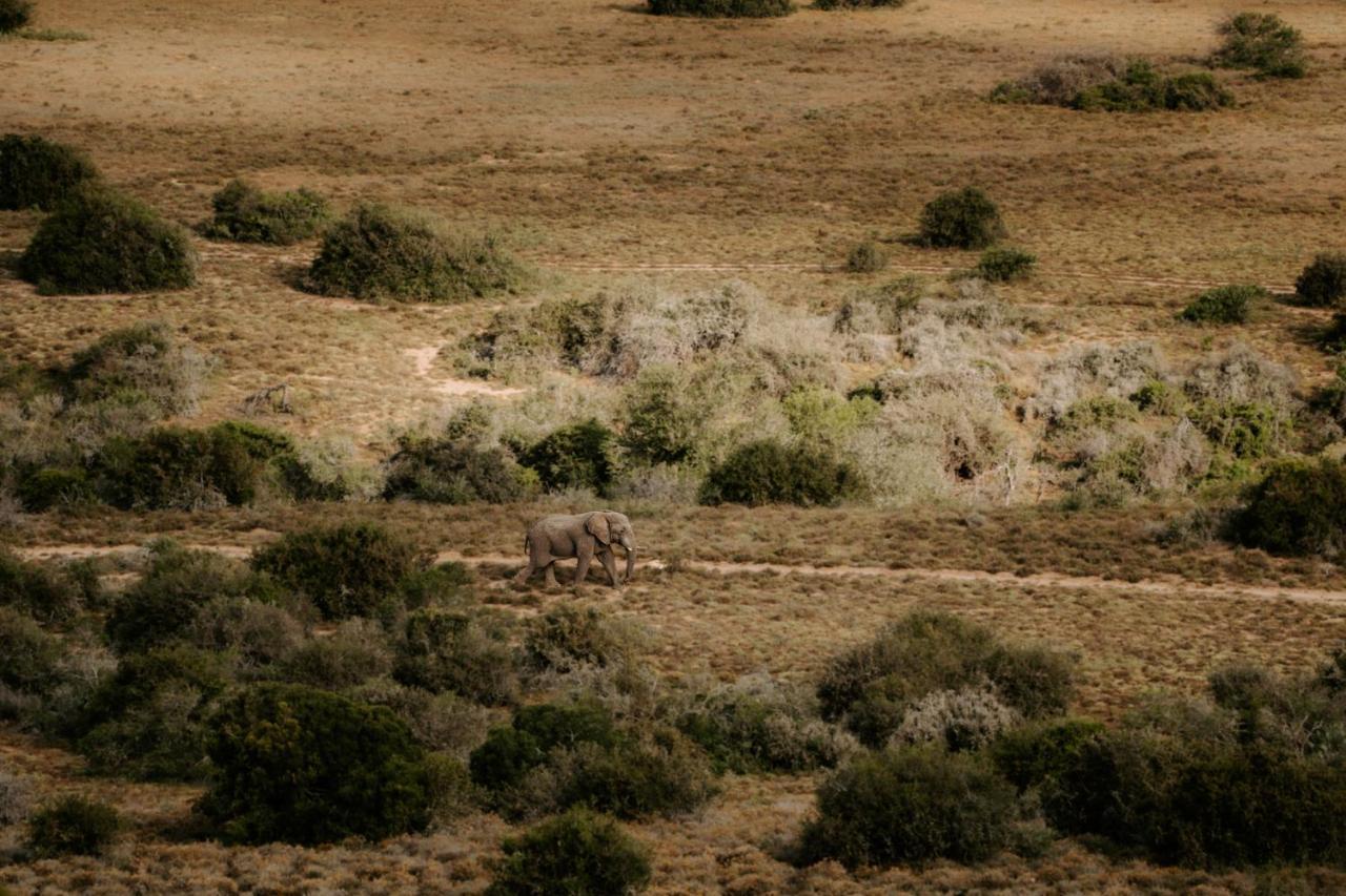 Hlosi Game Lodge - Amakhala Game Reserve Buyskloof Экстерьер фото