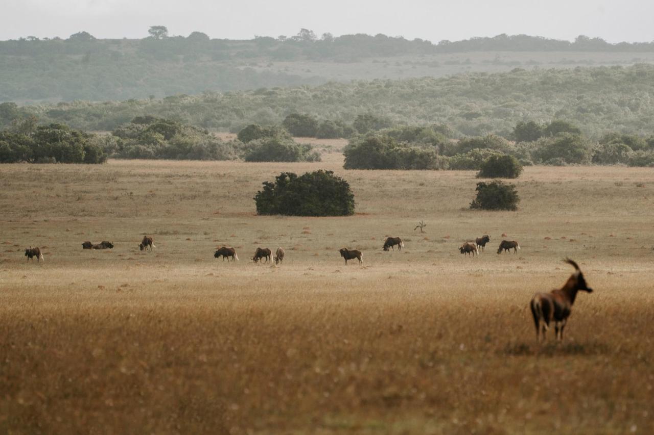 Hlosi Game Lodge - Amakhala Game Reserve Buyskloof Экстерьер фото