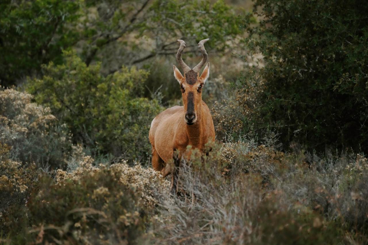 Hlosi Game Lodge - Amakhala Game Reserve Buyskloof Экстерьер фото