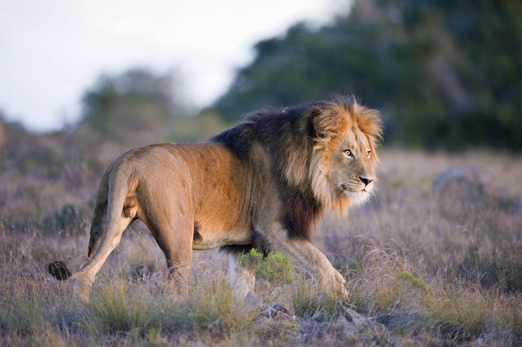 Hlosi Game Lodge - Amakhala Game Reserve Buyskloof Экстерьер фото